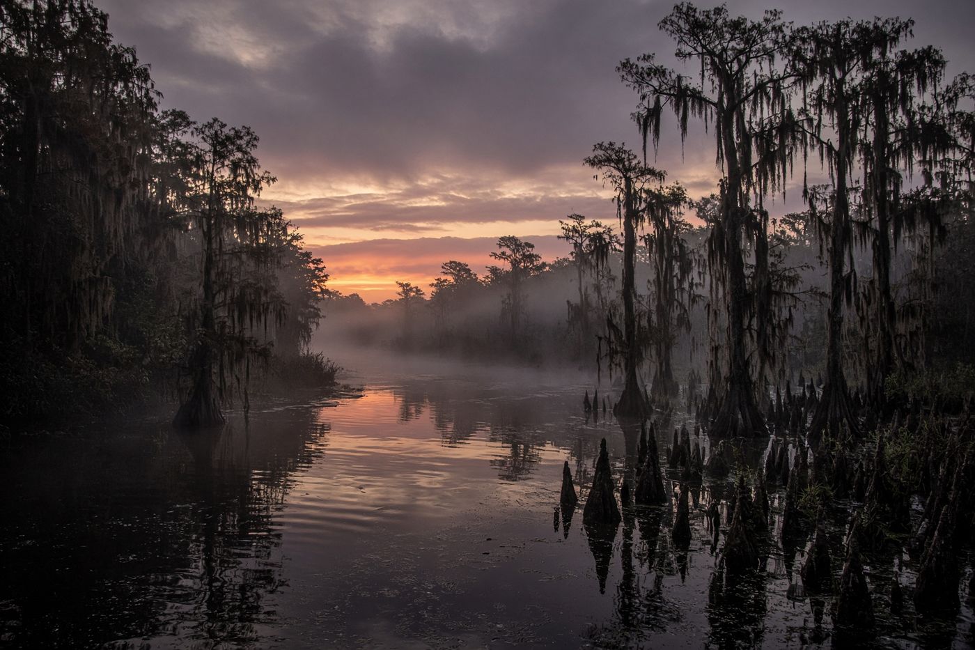 The Kissimmee River winding through bald cypress and black water