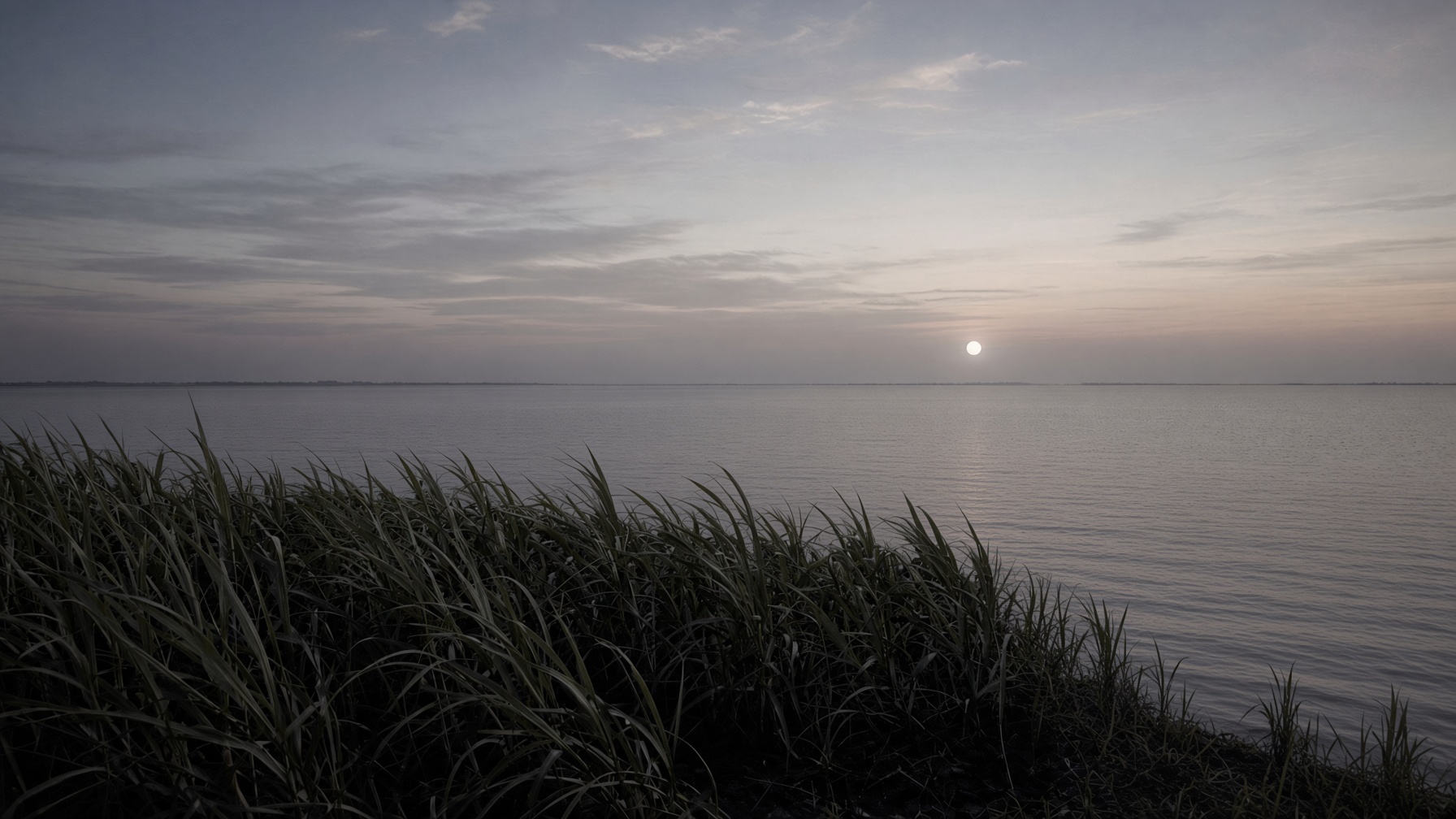 Lake Okeechobee at dusk, sugarcane in the foreground and a moon over the water