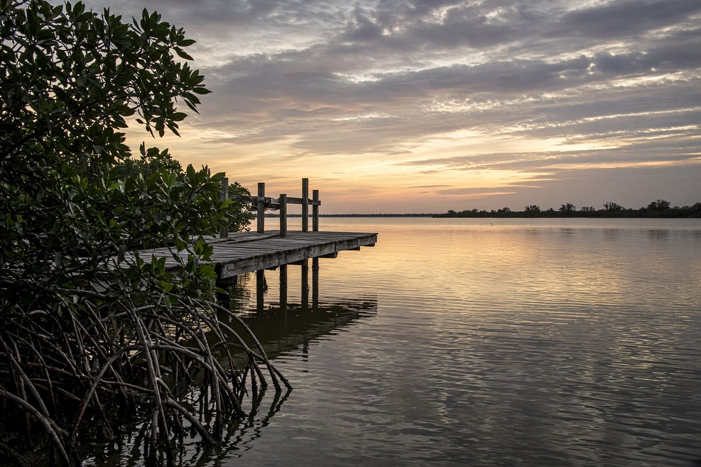 Mangrove shoreline and a weathered dock on Big Pine Island at dusk